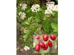 Crabapple flowers and fruit