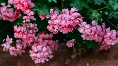 Růžové květy pelargonie rostoucí na dřevěném povrchu.