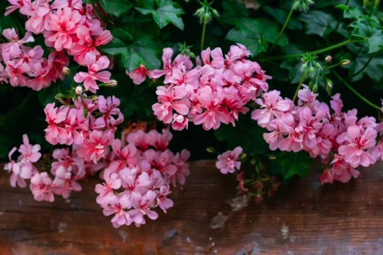 Růžové květy pelargonie rostoucí na dřevěném povrchu.