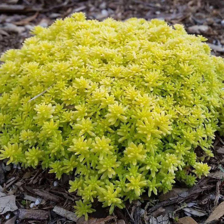 Yellow sedum plant