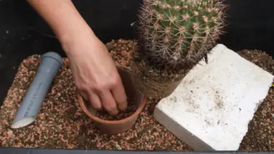 Ruce přemisťují kaktus do nového hrnku s kamínky.