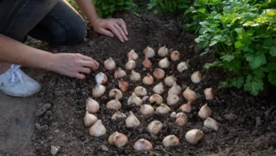 Osazování cibulí tulipánů do připravené půdy v zahradě.