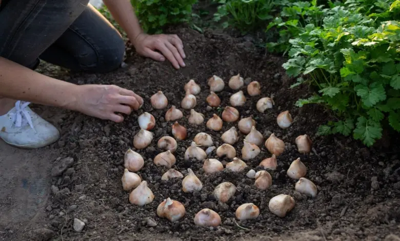 Osazování cibulí tulipánů do připravené půdy v zahradě.