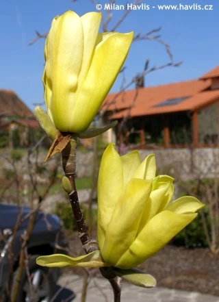 Žluté květy magnolie na větvi v zahradním prostředí.