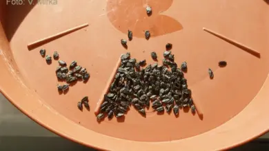 Černá semena hosty rozsypaná na oranžovém podnosu.