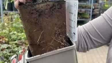 Ruka drží popínavou růži s odhaleným kořenovým balem pro přesazování.