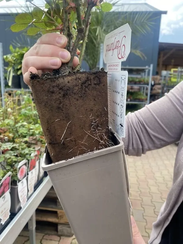 Ruka drží popínavou růži s odhaleným kořenovým balem pro přesazování.
