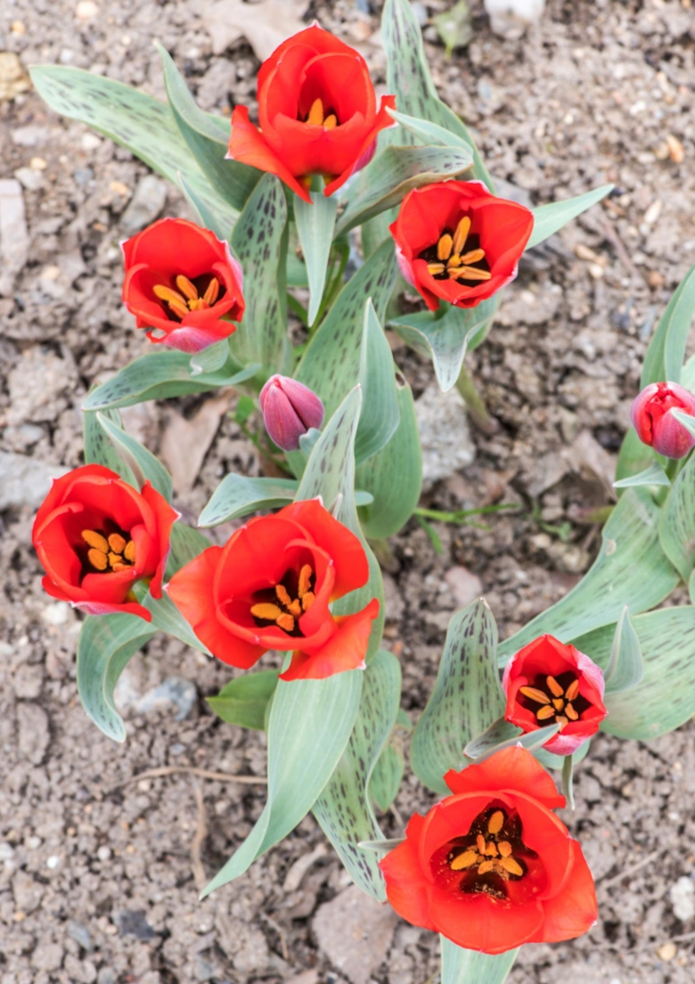 Červené tulipány s okvětními lístky a skvrnitými listy rostoucí ze země.