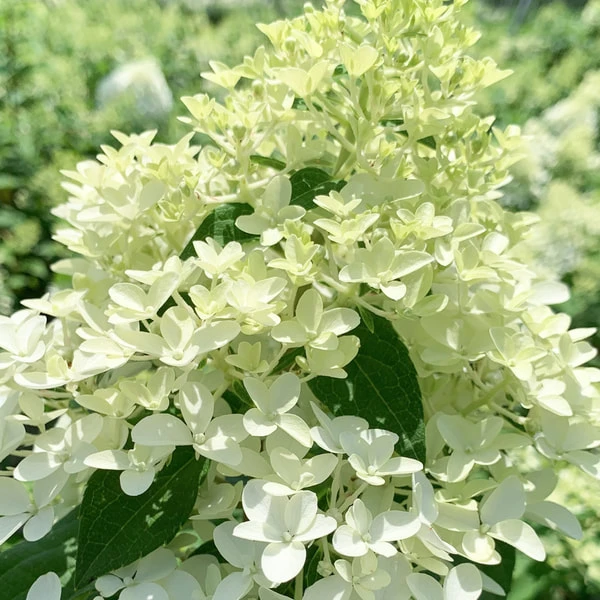 Bílé květy hortenzie paniculata v zahradním prostředí