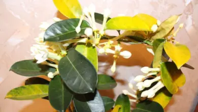 Kvetoucí rostlina Stephanotis s tmavě zelenými listy a žloutnoucím lístím.