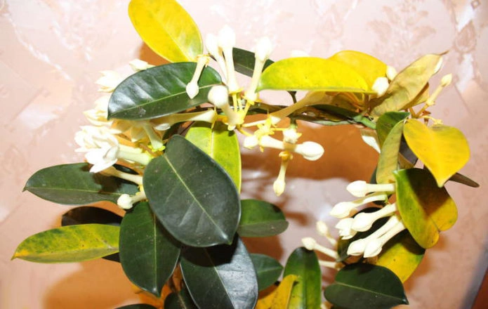 Kvetoucí rostlina Stephanotis s tmavě zelenými listy a žloutnoucím lístím.