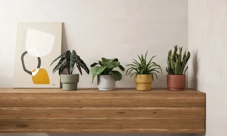 Indoor plants on shelf