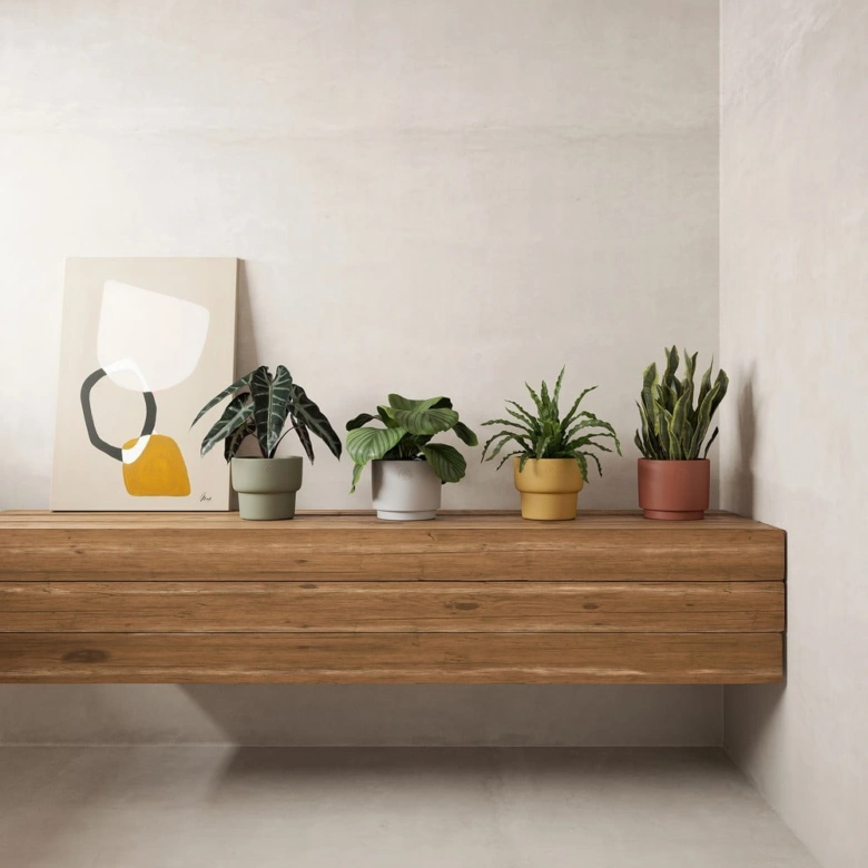 Indoor plants on shelf
