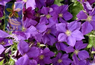 Fialové plíživé květy clematitu na zeleném vinném loubu.