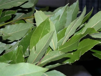 Bay leaves on branch