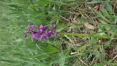 Fialová divoká orchidej rostoucí mezi trávou v přírodě.