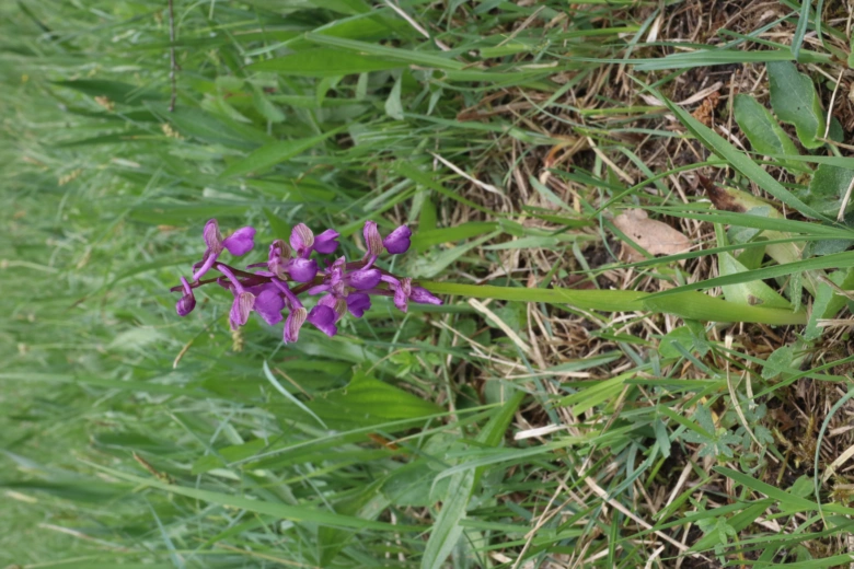 Fialová divoká orchidej rostoucí mezi trávou v přírodě.