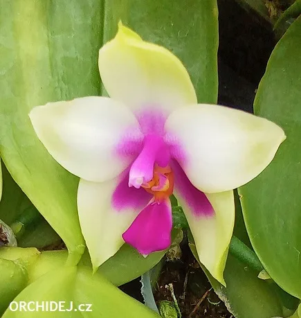 Bílá orchidej Phalaenopsis s fialovými středními znaky a zelenými listy.
