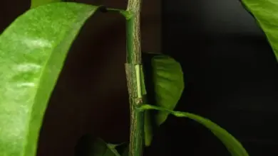 Detailní záběr na štěpení citronovníku s mladými listy.