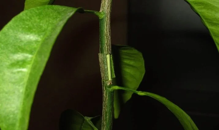 Detailní záběr na štěpení citronovníku s mladými listy.