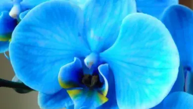 Modrá fialová orchidej s detaily květu na světlém pozadí.