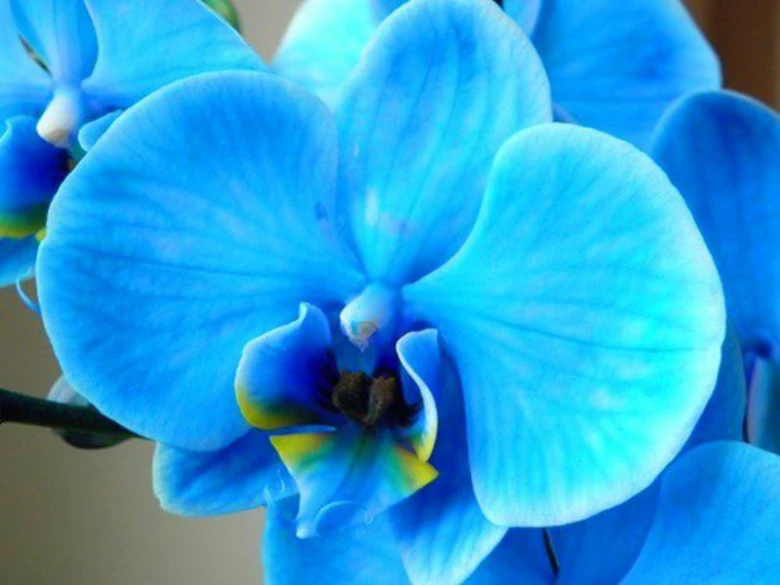 Modrá fialová orchidej s detaily květu na světlém pozadí.