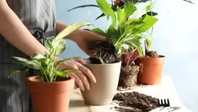 Osobní péče o rostliny v květináčích s překládáním.