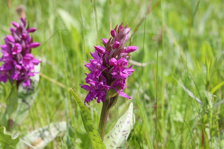 Fialová orchidej s dlouhým stonkem v trávě.