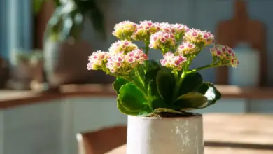 Kalanchoe s kvetoucími růžovými květy v hrnci na dřevěném stole.