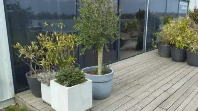 Různé rostliny v velkých květináčích na dřevěné terase venku.