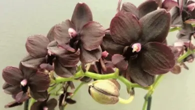 Tmavě fialové květy orchidejí multiflora rostou na zelených stoncích.