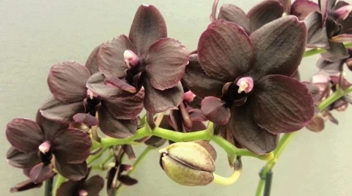 Tmavě fialové květy orchidejí multiflora rostou na zelených stoncích.