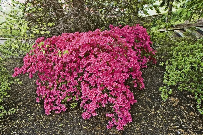 Rozkvétající růžový rododendron v zahradě s okolní zelení.