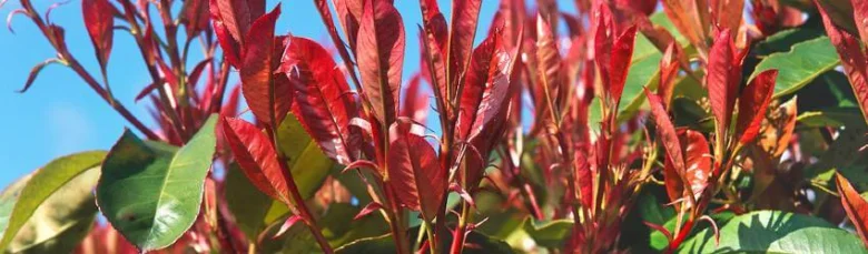 Červené listy nového růstu na keři Photinia s modrou oblohou.