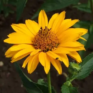 Žlutá květina Heliospis v plném rozkvětu s detailním středem.