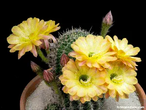 Kaktus echinopsis s žlutými květy v hrnci na tmavém pozadí.