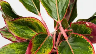 Aglaonema domácí s barevnými listy na bílém pozadí.