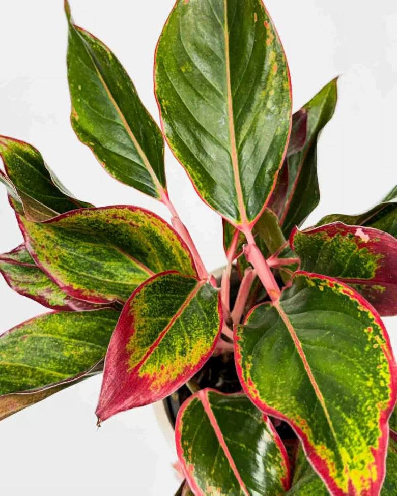 Aglaonema domácí s barevnými listy na bílém pozadí.