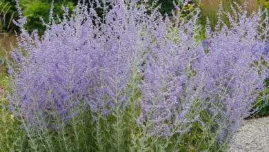 Perovskia plant in bloom