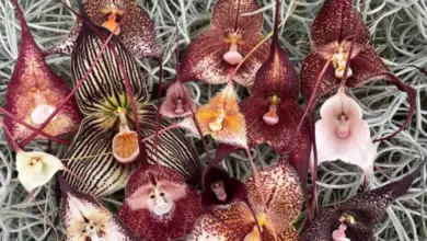 Kolekce kvetoucích orchidejí rodu Drakula na šedé mechu.