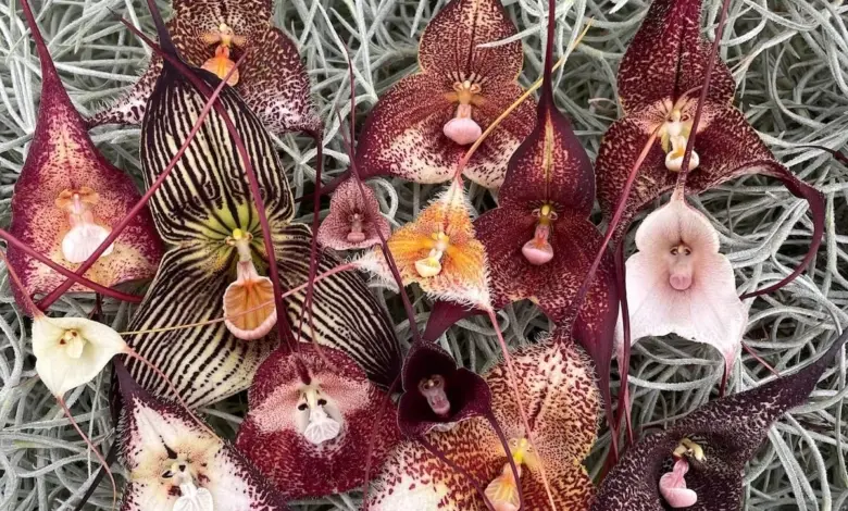 Kolekce kvetoucích orchidejí rodu Drakula na šedé mechu.