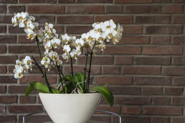 Bílé květy orchideje v bílém hrnci na kamenné zdi.