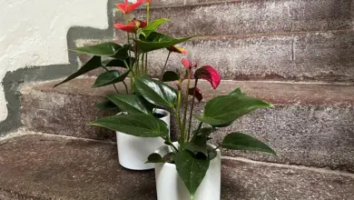 Dvě kvetoucí rostliny Anthurium v bílých hrncích na kamenném schodišti.