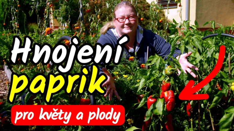 Žena mezi paprikami v zahradě s plody na rostlinách.