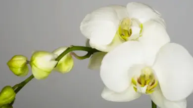 Bílá orchidej s květy i nezralými pupeny na stonku.