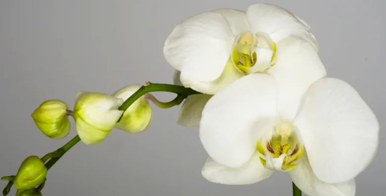 Bílá orchidej s květy i nezralými pupeny na stonku.