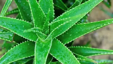 Zelená rostlina aloe s kapkami vody na listech.