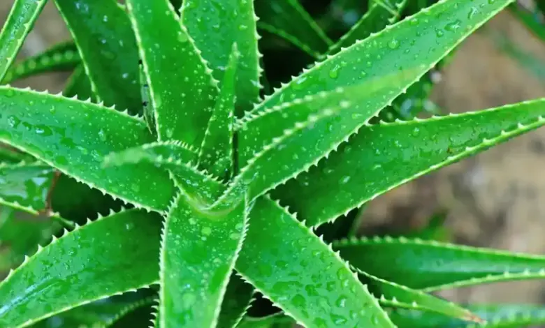 Zelená rostlina aloe s kapkami vody na listech.