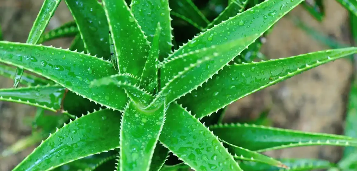 Zelená rostlina aloe s kapkami vody na listech.