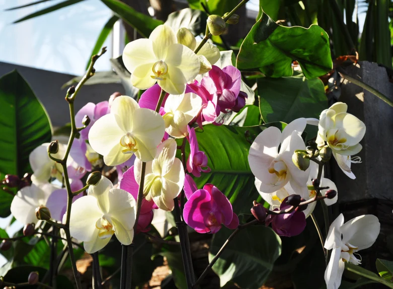 Bílé a růžové orchidee v květináči s zelenými listy.